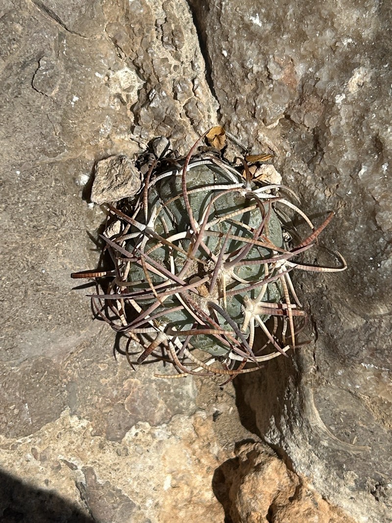 Echinocactus horizonthalonius subsp. horizonthalonius photo 6