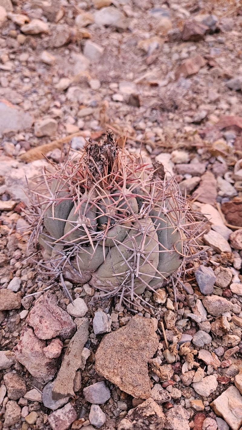 Echinocactus horizonthalonius subsp. horizonthalonius photo 7
