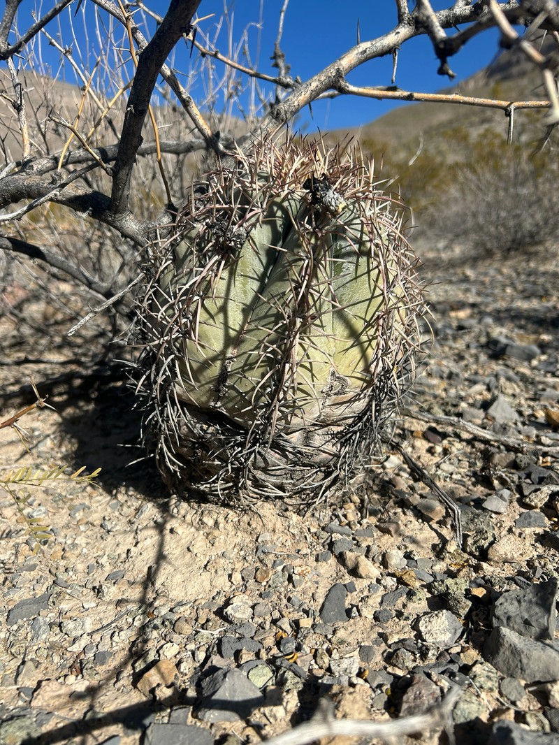 Echinocactus horizonthalonius subsp. horizonthalonius photo 8