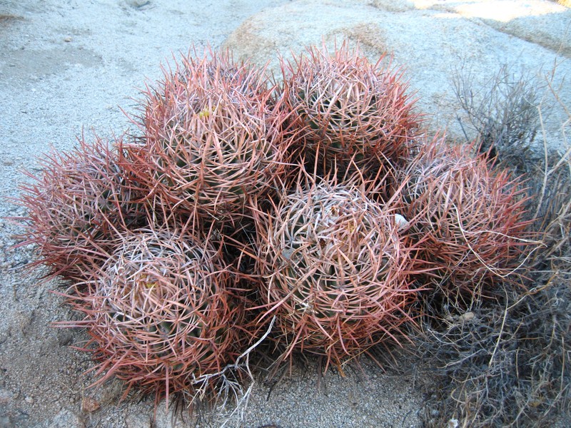 Cottontop Cactus