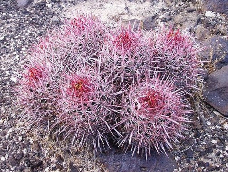 Cottontop Cactus photo 3