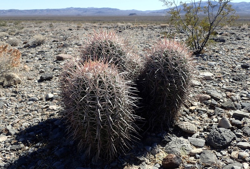 Cottontop Cactus photo 2
