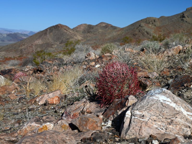 Cottontop Cactus photo 4