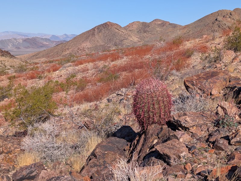 Cottontop Cactus photo 5