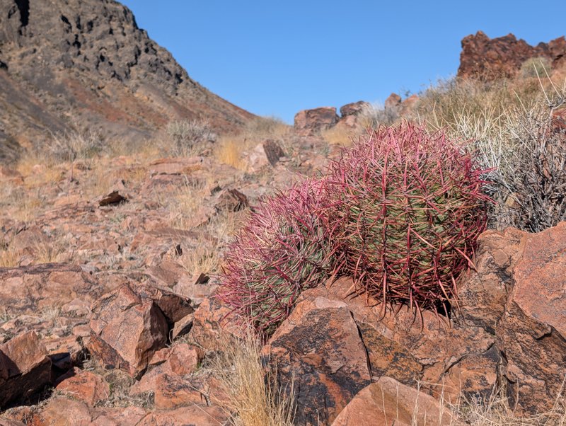 Cottontop Cactus photo 6