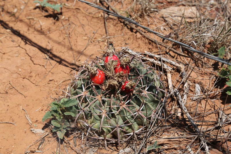 Horse Crippler photo 2