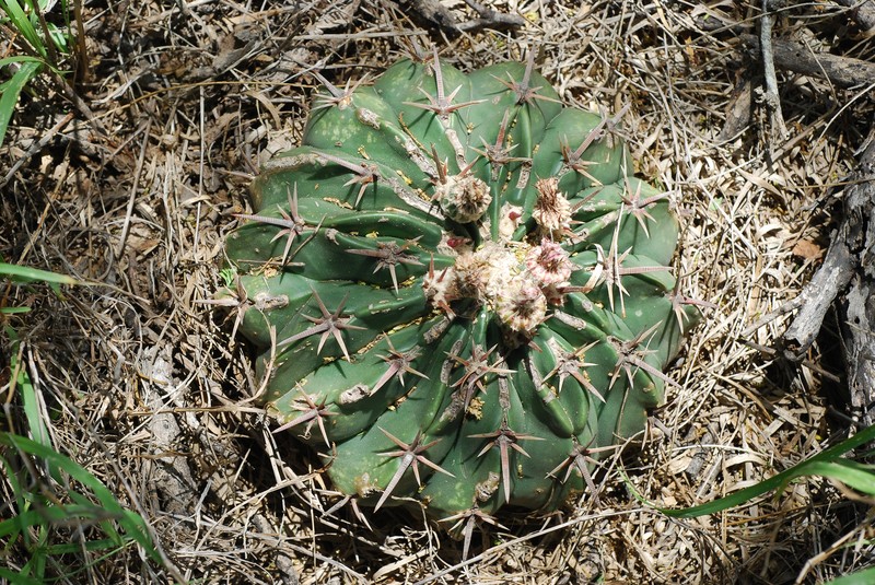 Horse Crippler photo 3