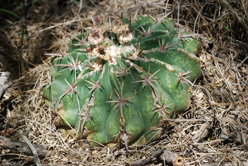 Horse Crippler photo 4
