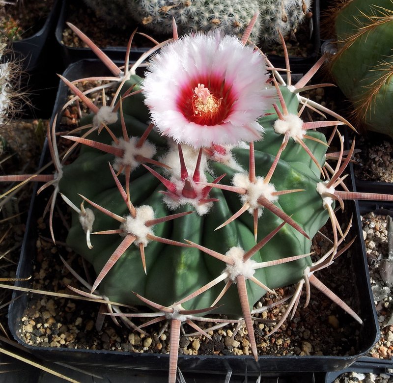 Horse Crippler photo 5