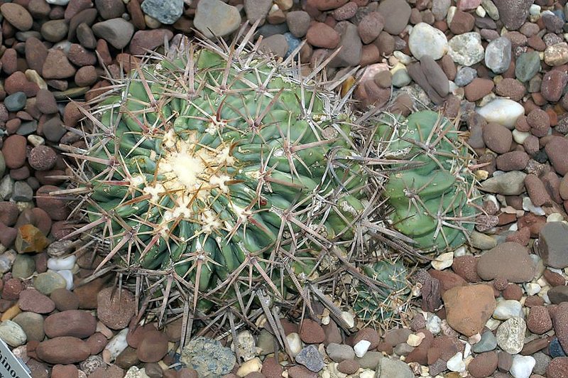 Horse Crippler photo 6