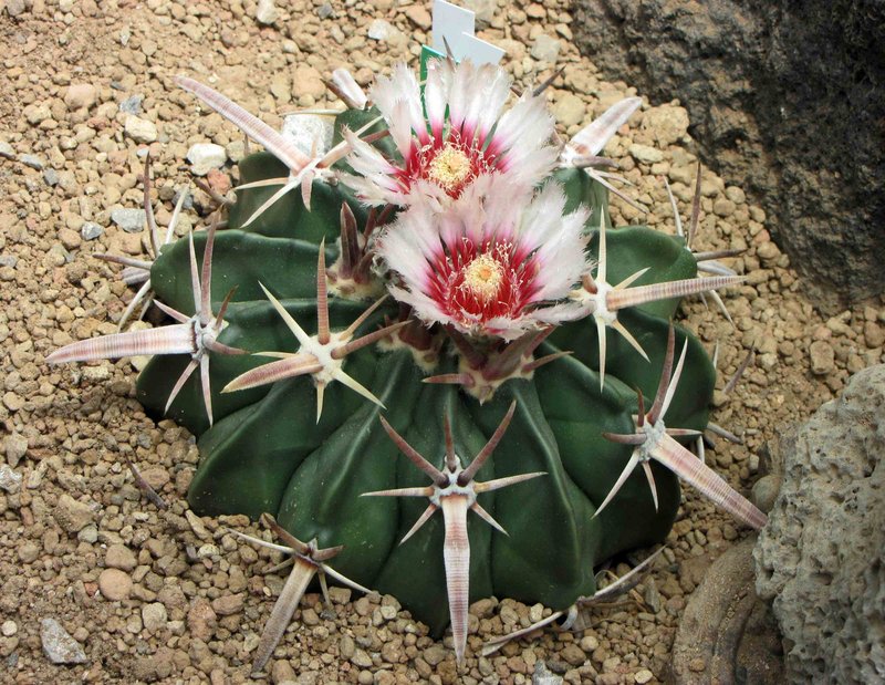 Horse Crippler photo 7