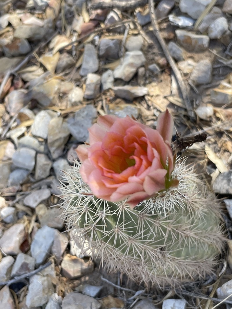 Echinocereus × kunzei