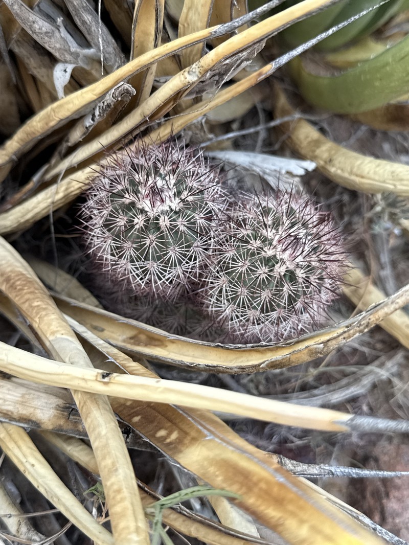 Echinocereus × kunzei photo 2