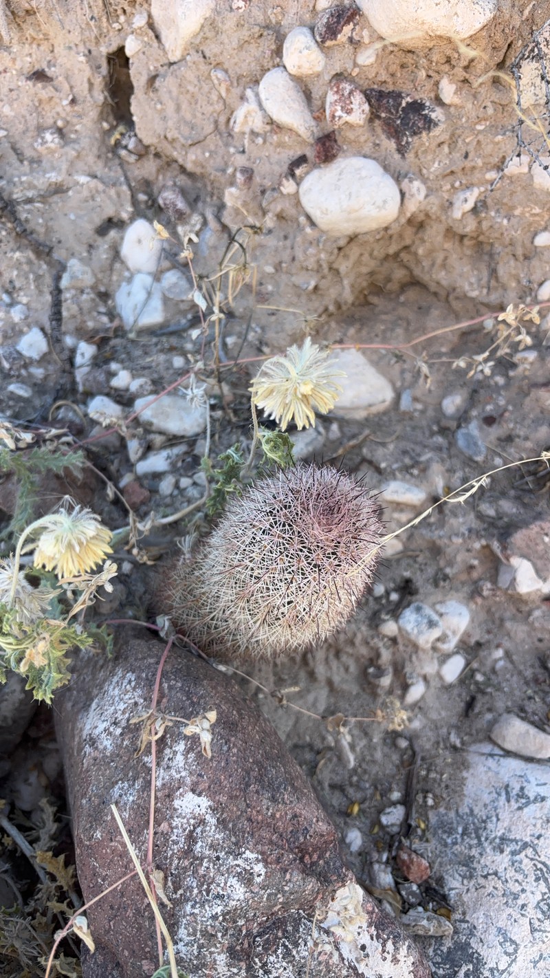 Echinocereus × kunzei photo 3