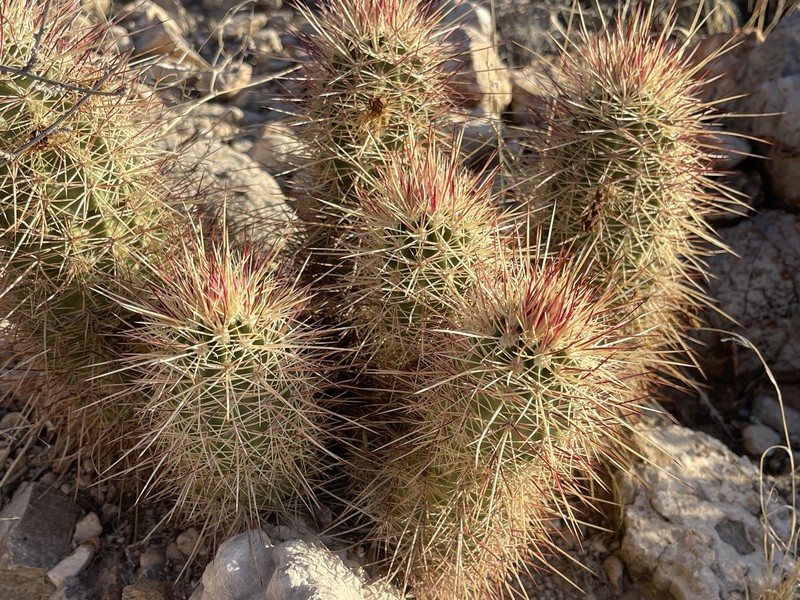Echinocereus × neomexicanus