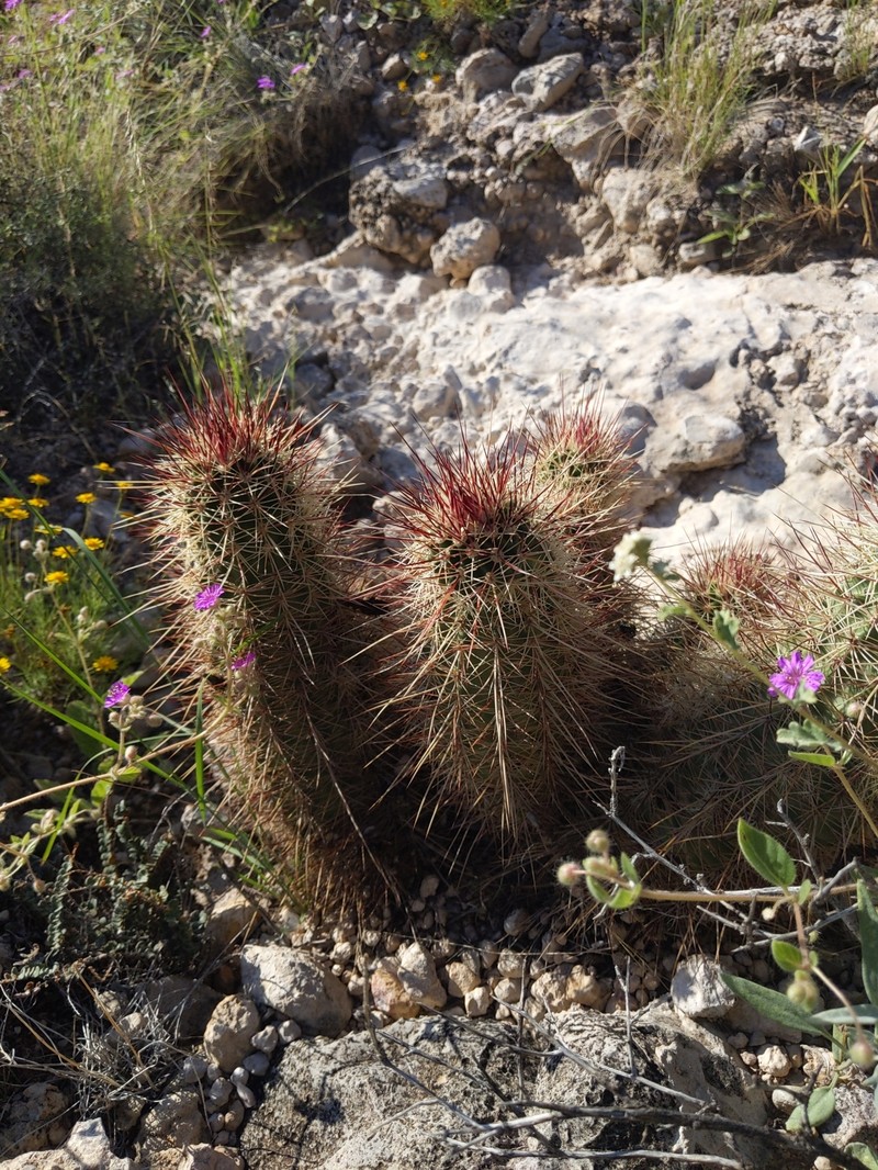 Echinocereus × neomexicanus photo 2