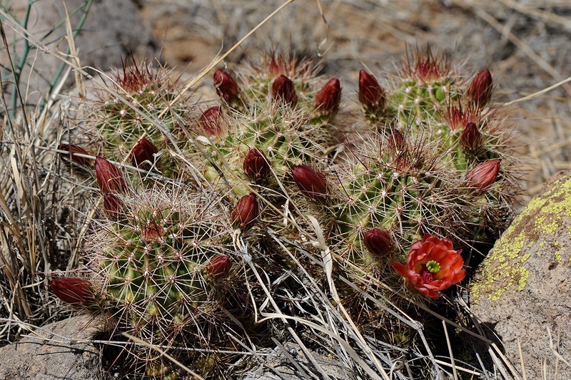 Echinocereus × neomexicanus photo 3
