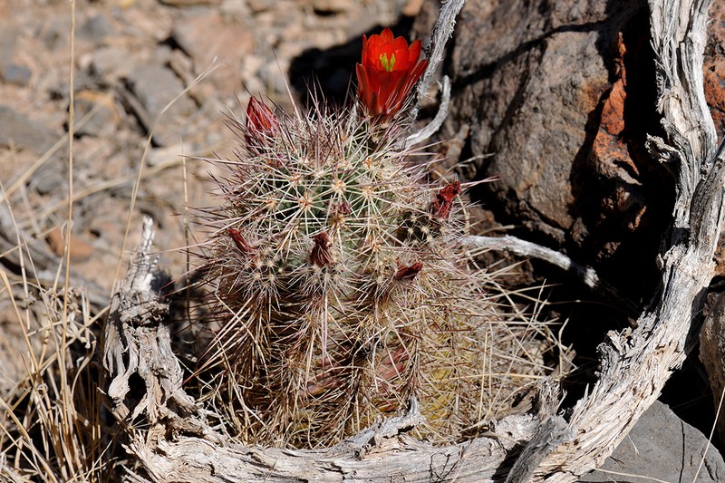 Echinocereus × neomexicanus photo 4
