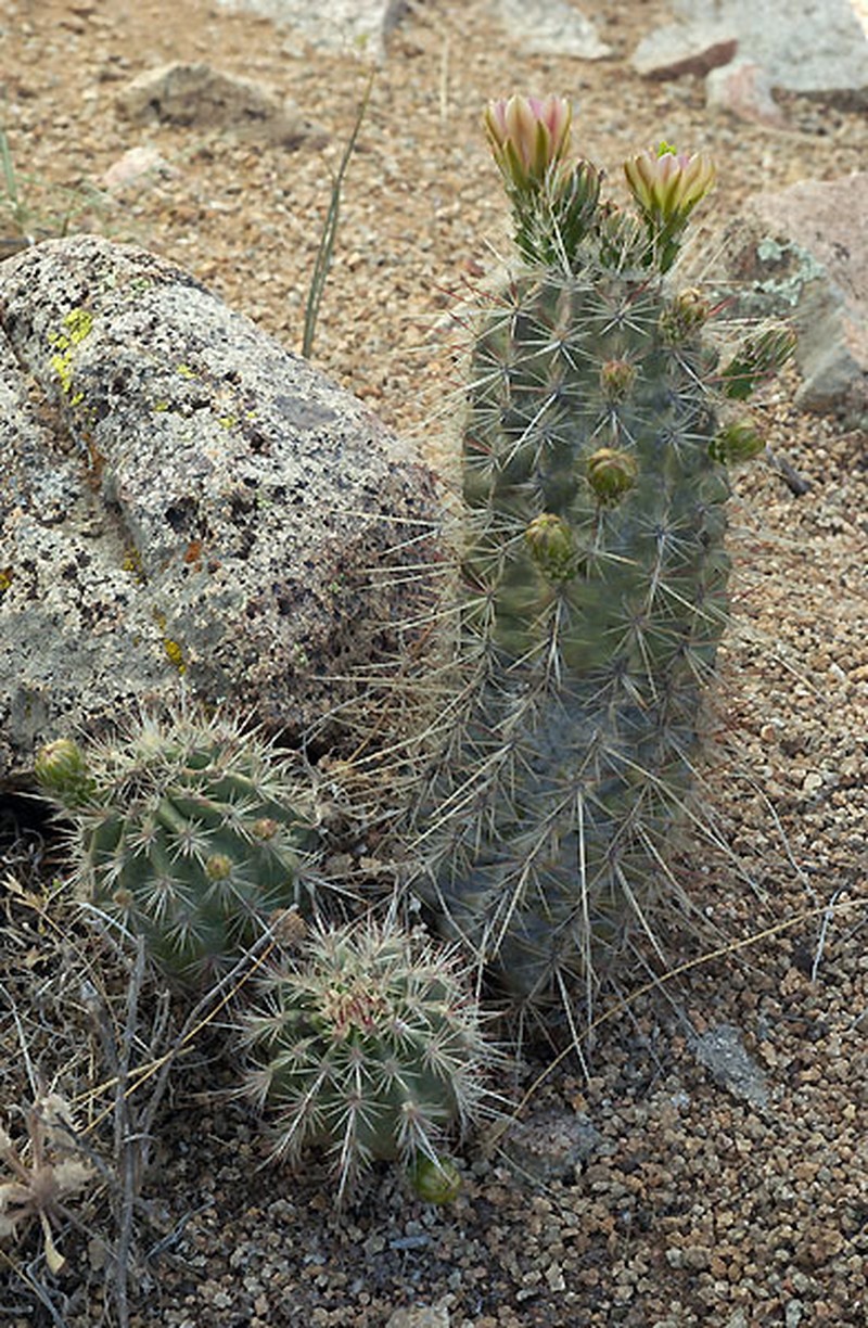 Echinocereus × neomexicanus photo 5