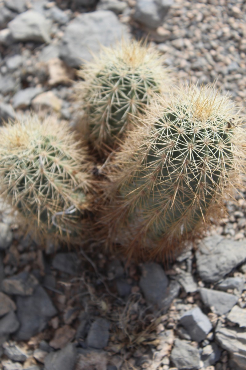 Lloyd'S Hedgehog Cactus