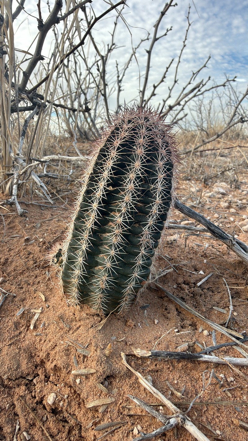 Lloyd'S Hedgehog Cactus photo 2