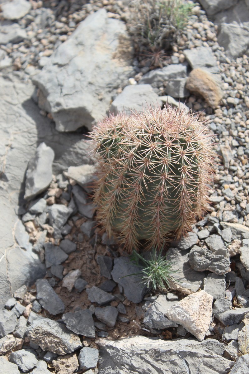 Lloyd'S Hedgehog Cactus photo 3