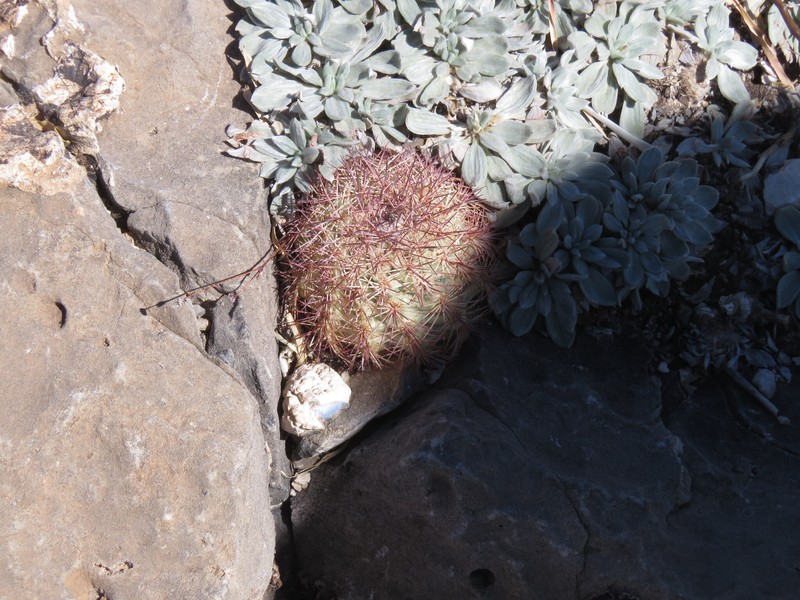 Lloyd'S Hedgehog Cactus photo 4