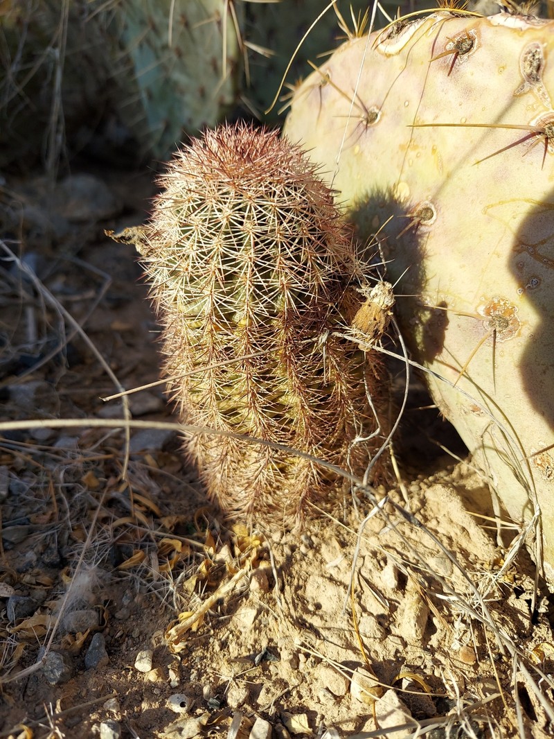 Lloyd'S Hedgehog Cactus photo 5