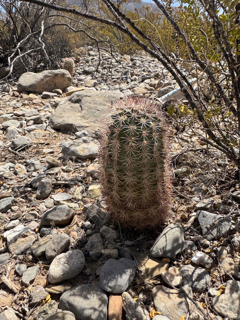Lloyd'S Hedgehog Cactus photo 6