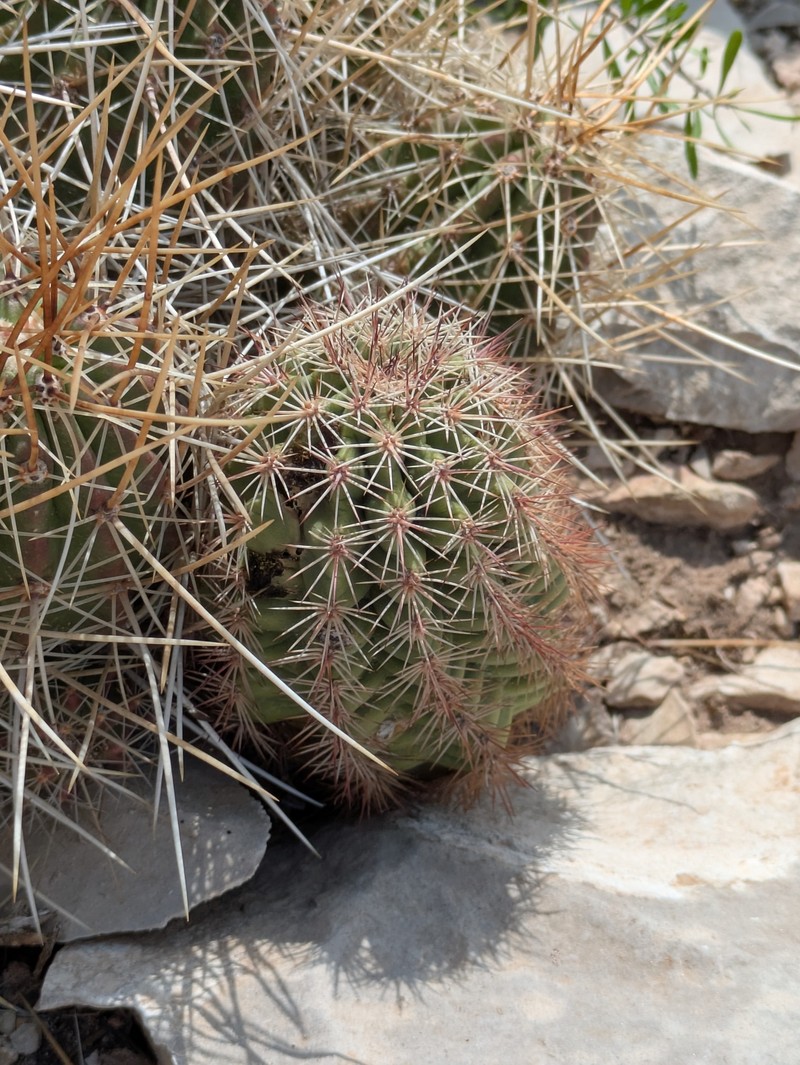 Lloyd'S Hedgehog Cactus photo 7