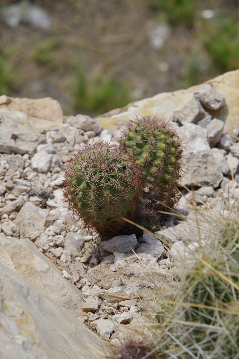 Lloyd'S Hedgehog Cactus photo 8
