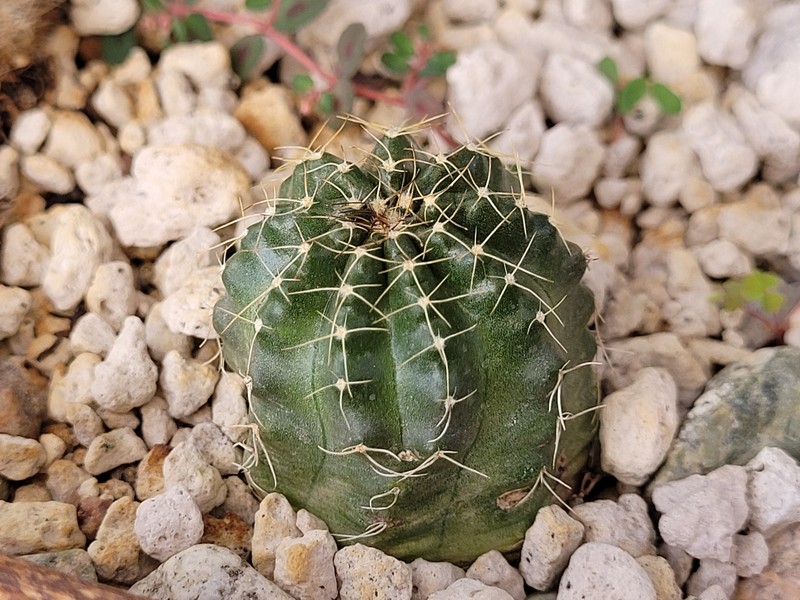Echinocereus acanthosetus