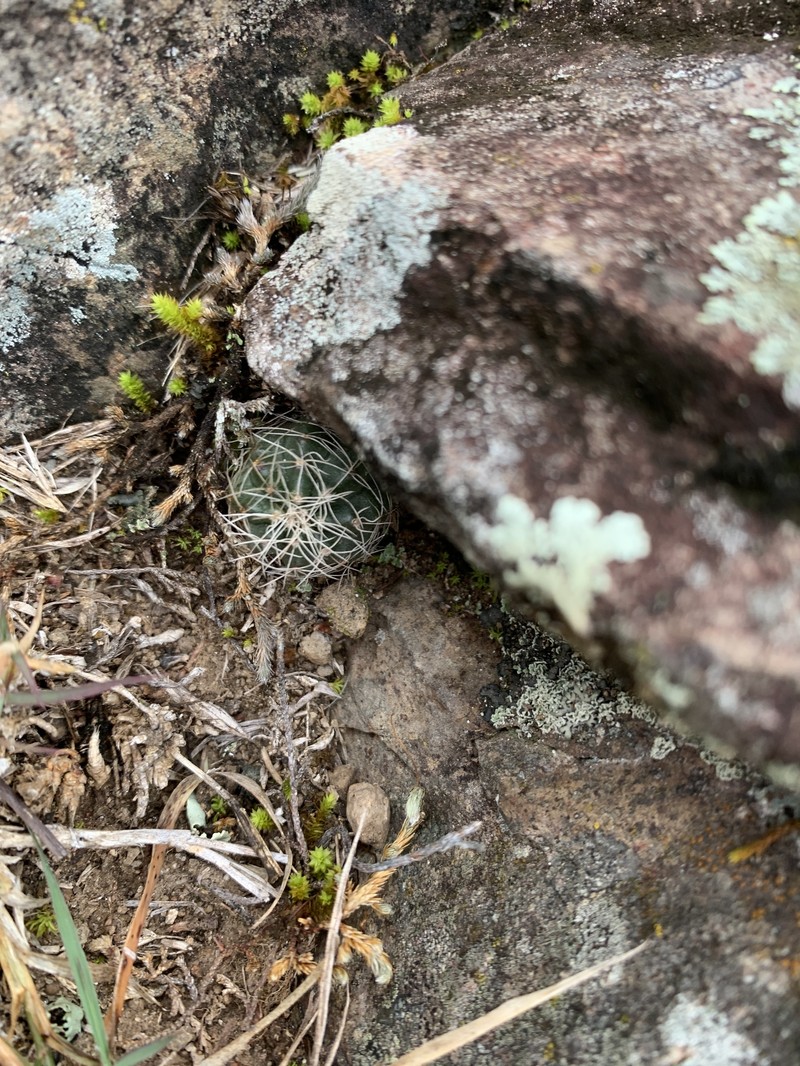 Echinocereus acanthosetus photo 2