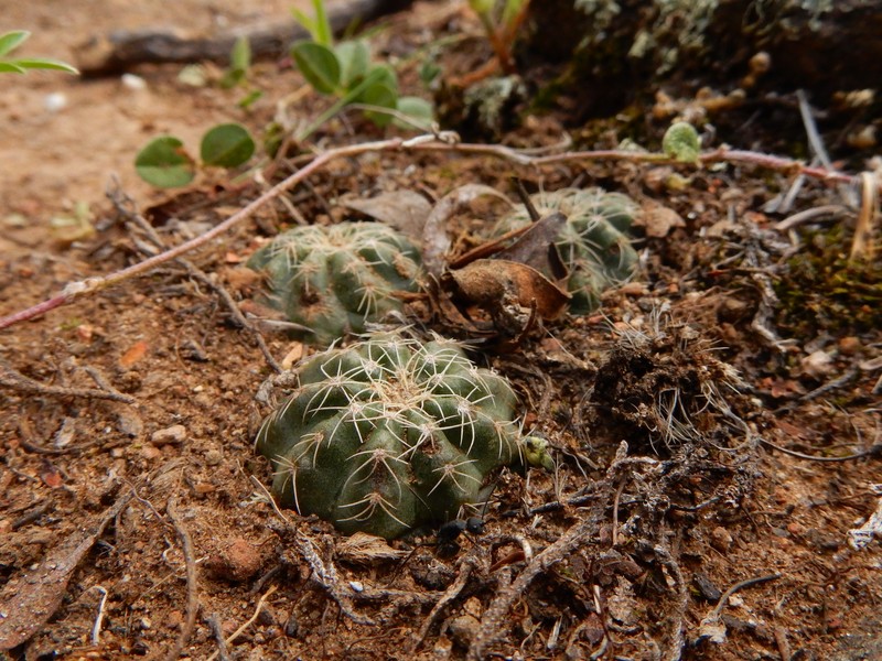 Echinocereus acanthosetus photo 3