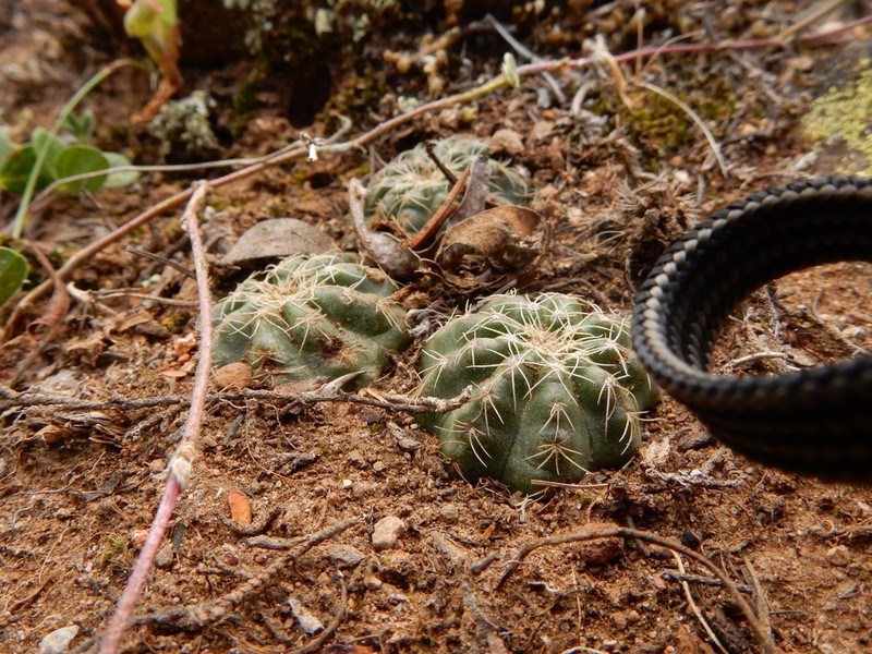 Echinocereus acanthosetus photo 4