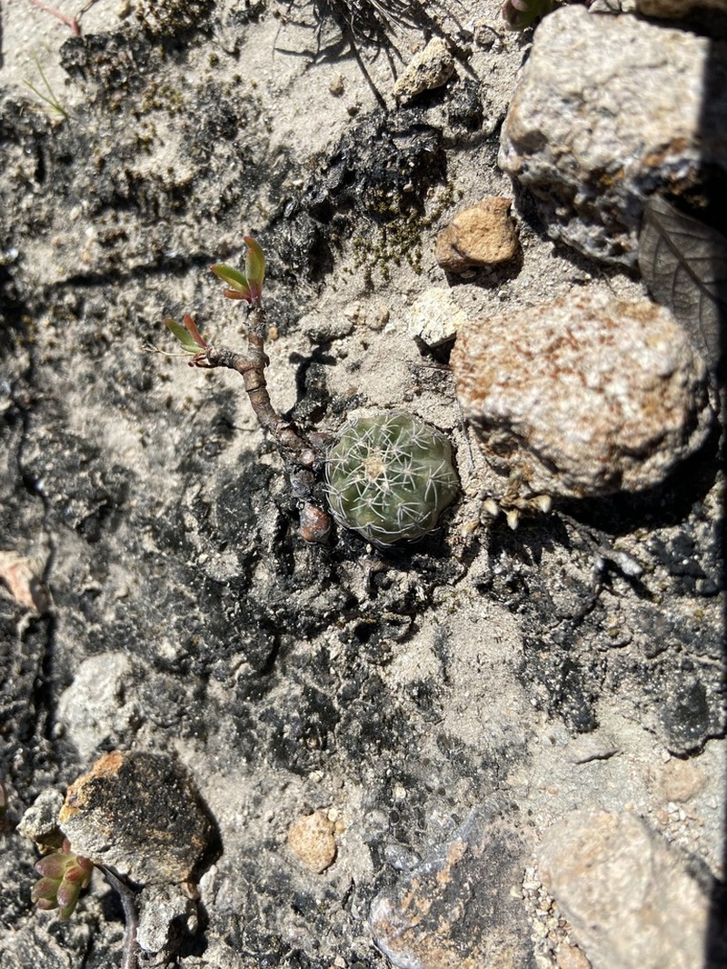 Echinocereus acanthosetus photo 5