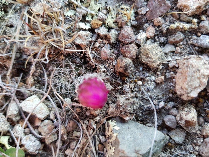 Echinocereus acanthosetus photo 6