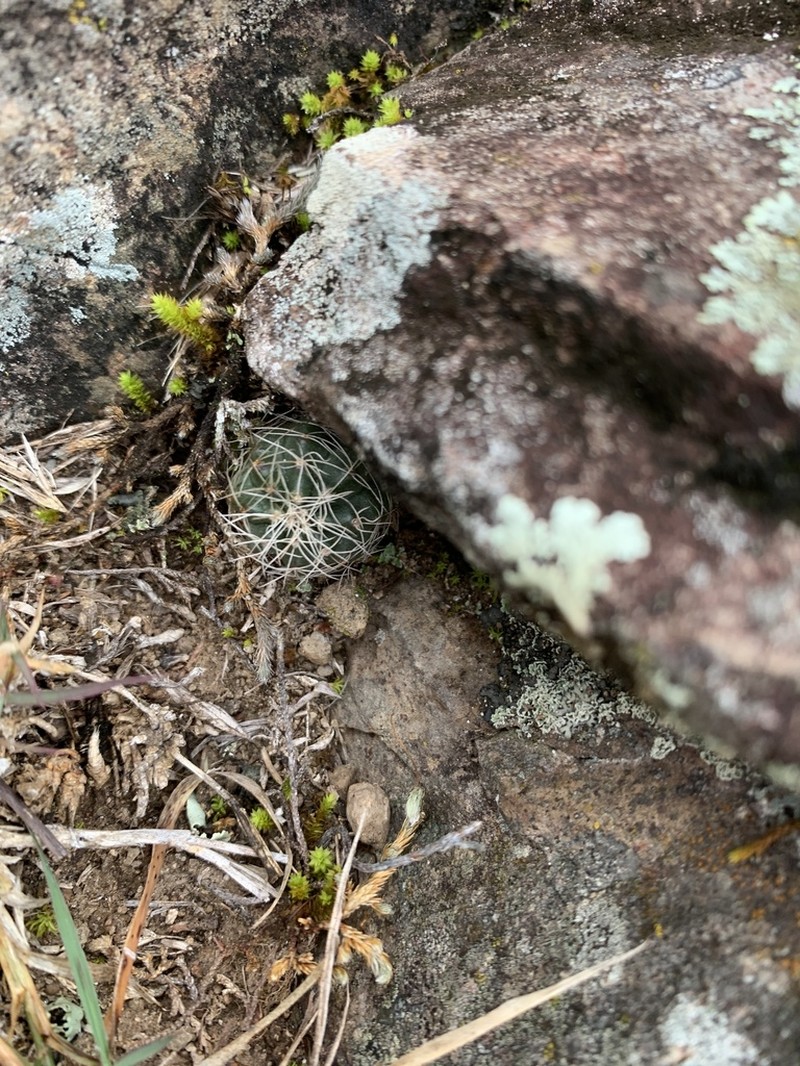 Echinocereus acanthosetus photo 7