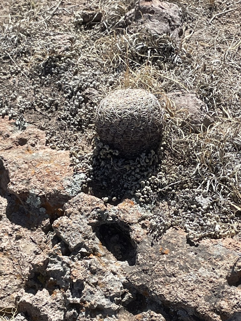 Echinocereus adustus subsp. adustus