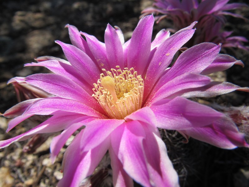 Echinocereus adustus subsp. adustus photo 2