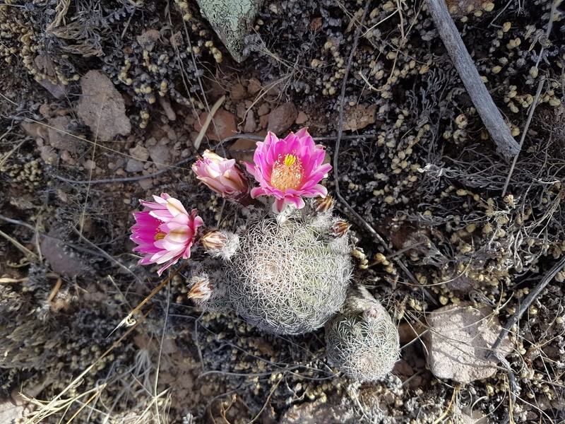 Echinocereus adustus subsp. adustus photo 3