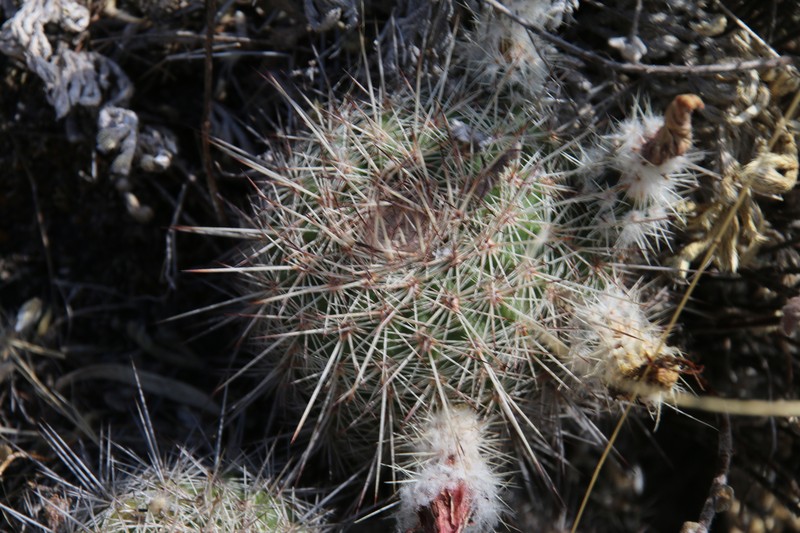 Echinocereus adustus subsp. keizerae