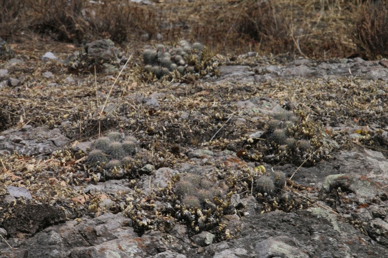 Echinocereus adustus subsp. keizerae photo 2