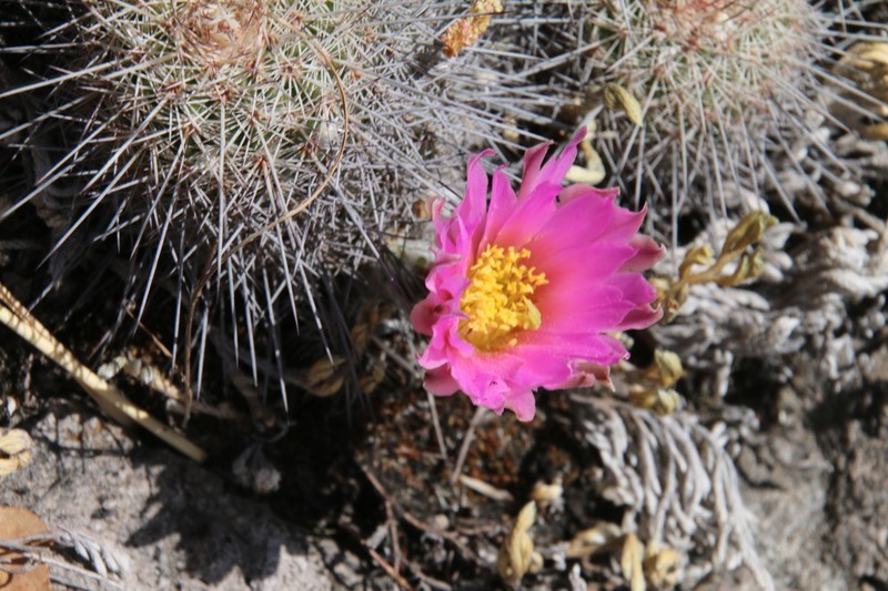 Echinocereus adustus subsp. keizerae photo 3