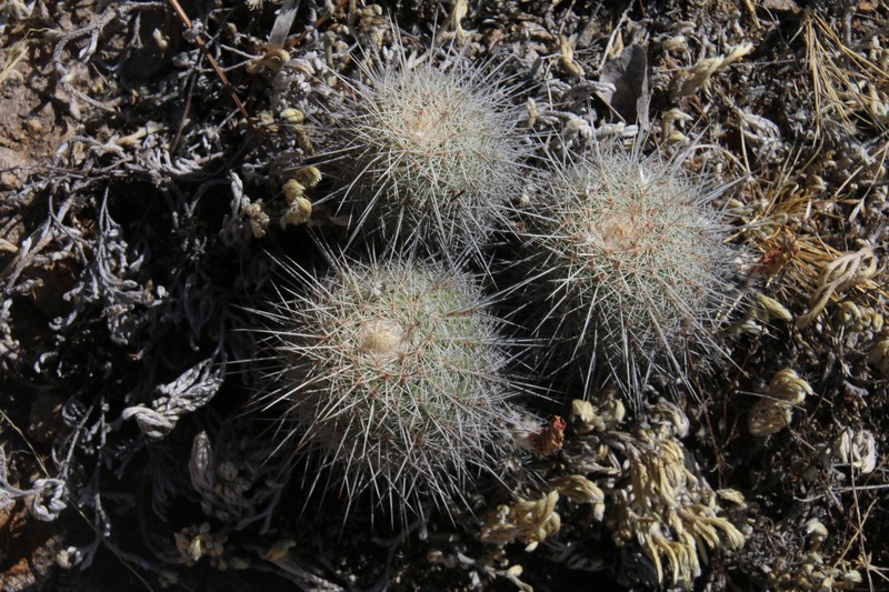 Echinocereus adustus subsp. keizerae photo 4