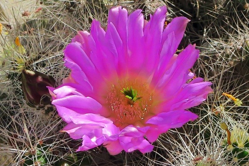Apache Hedgehog Cactus