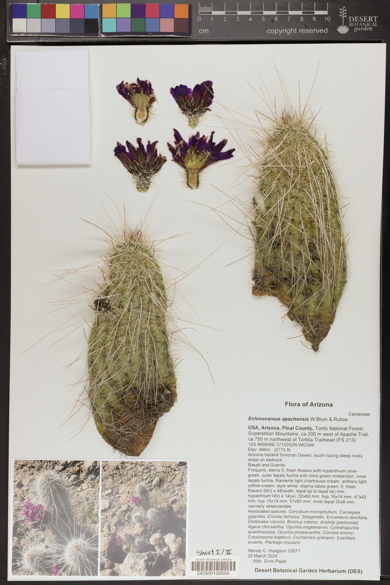 Apache Hedgehog Cactus photo 2
