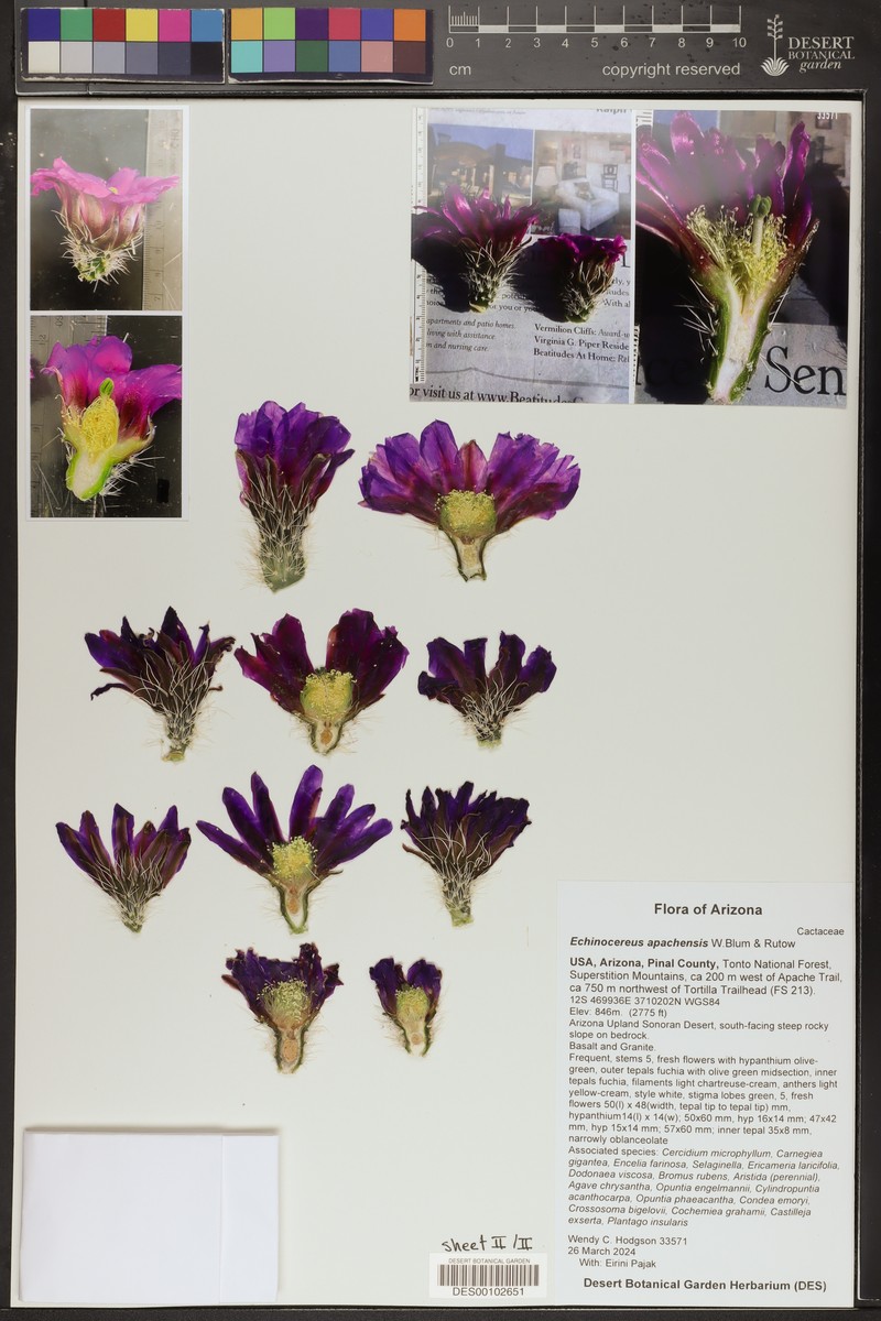 Apache Hedgehog Cactus photo 3