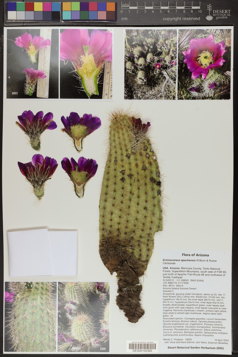 Apache Hedgehog Cactus photo 4