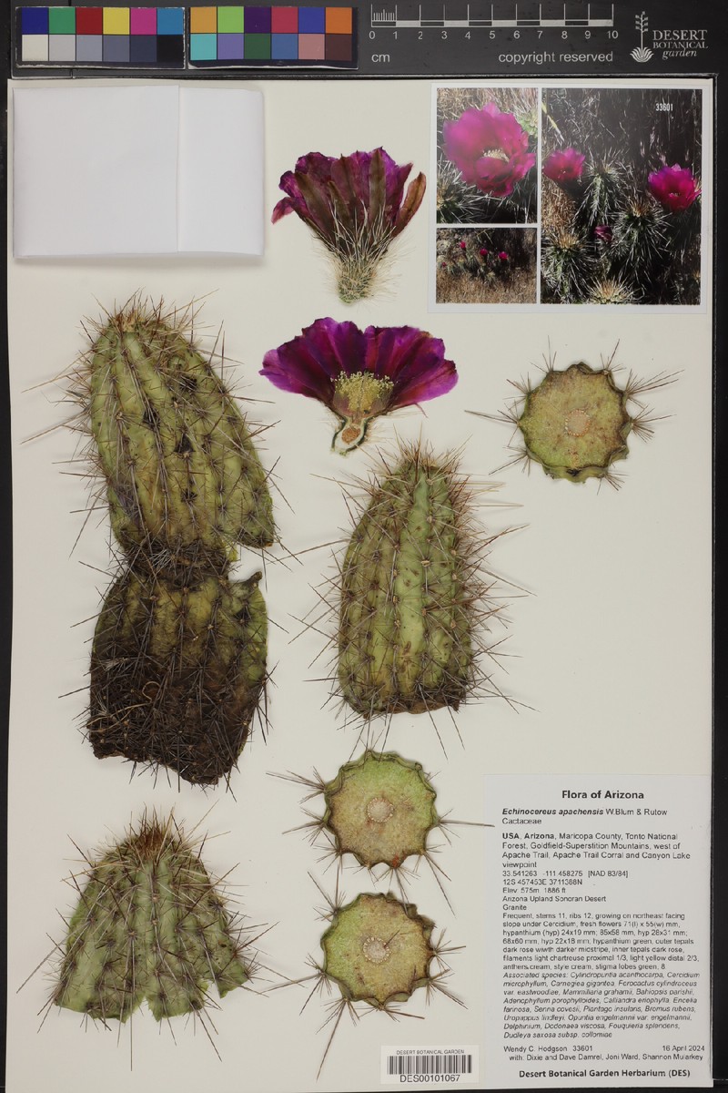 Apache Hedgehog Cactus photo 5